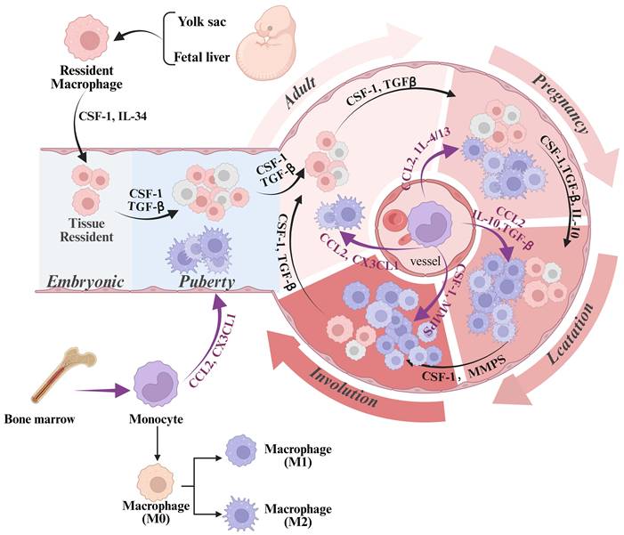 Int J Biol Sci Image