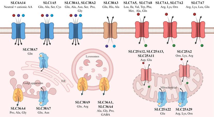 Int J Biol Sci Image