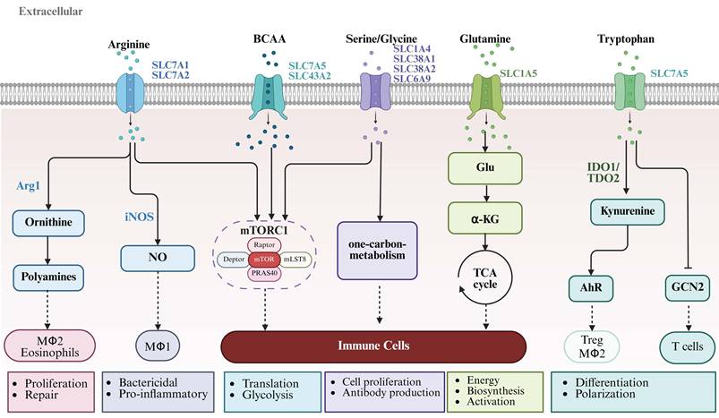 Int J Biol Sci Image