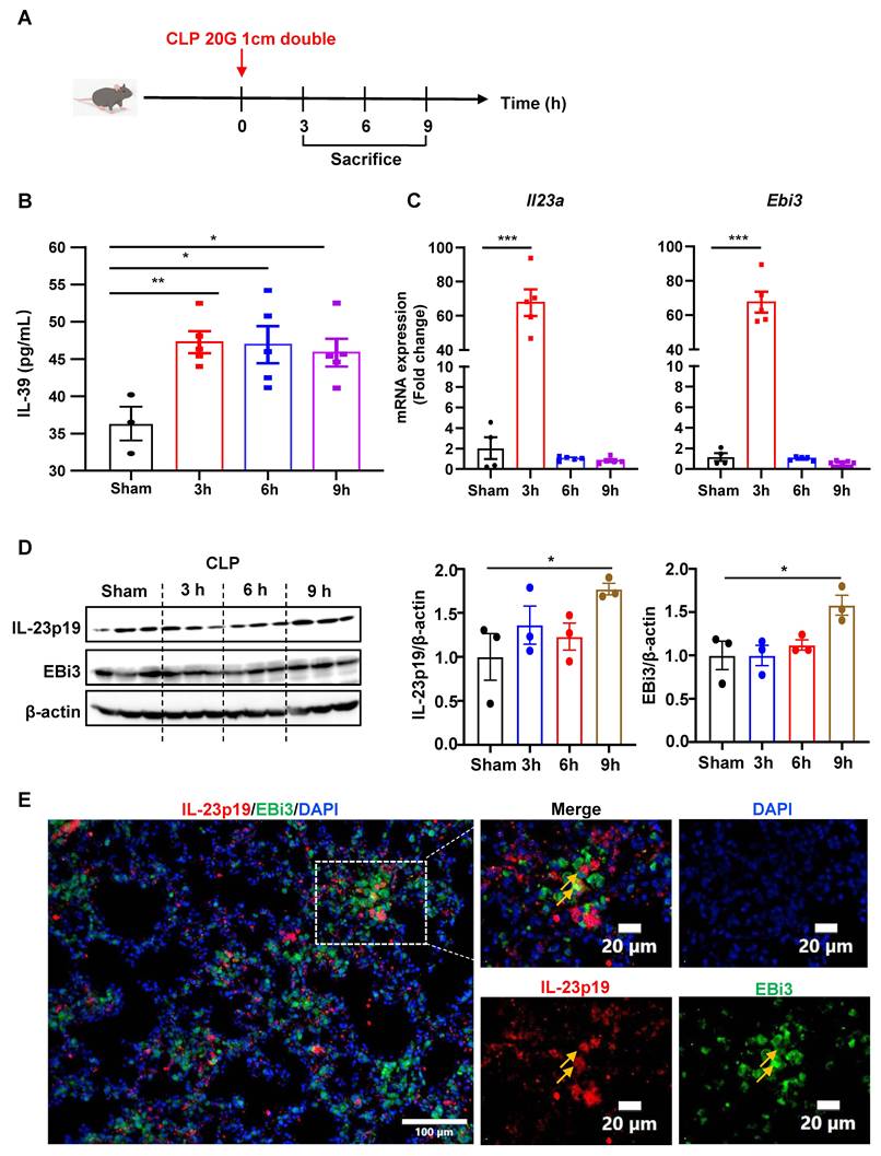 Int J Biol Sci Image