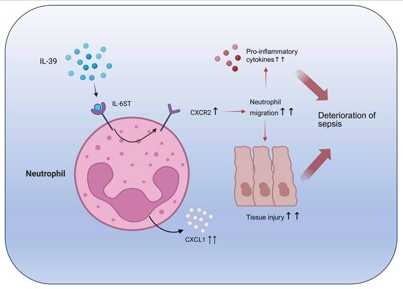 Int J Biol Sci Image