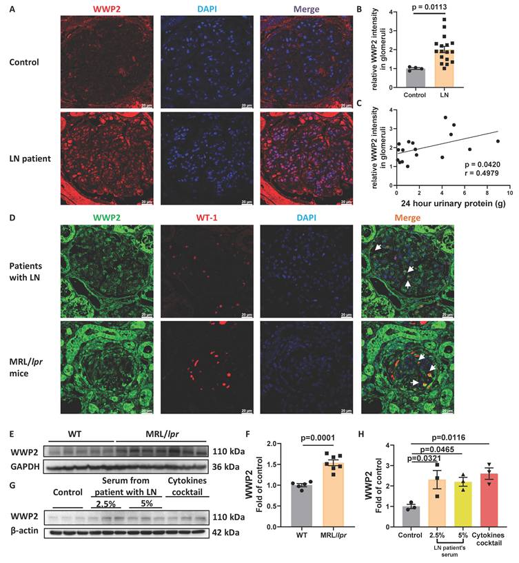 Int J Biol Sci Image