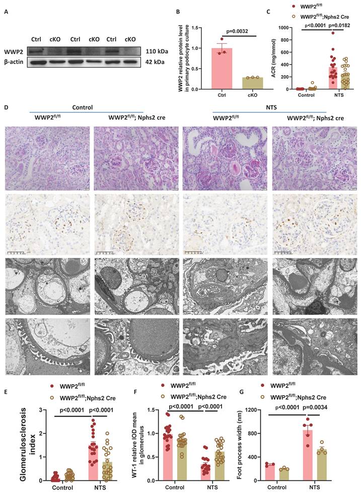 Int J Biol Sci Image