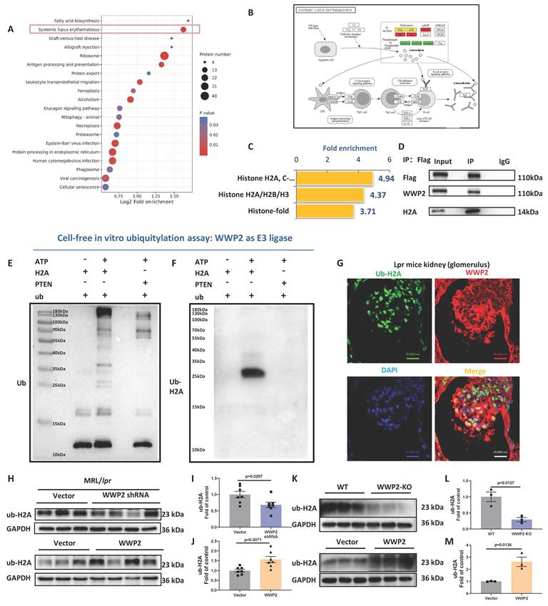 Int J Biol Sci Image