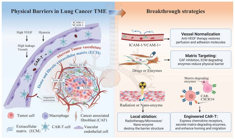 Int J Biol Sci Image