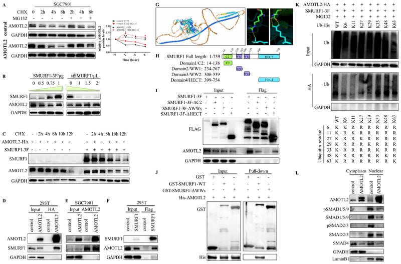 Int J Biol Sci Image