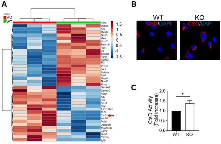 Int J Biol Sci Image