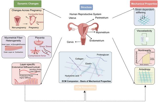 Int J Biol Sci Image