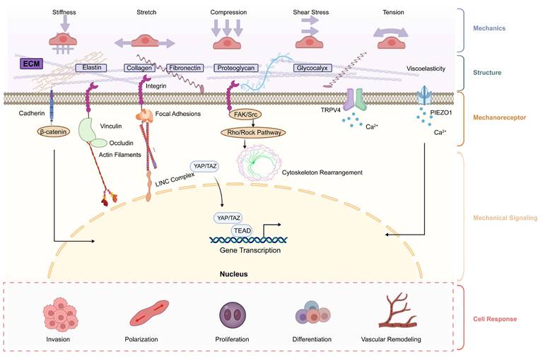 Int J Biol Sci Image