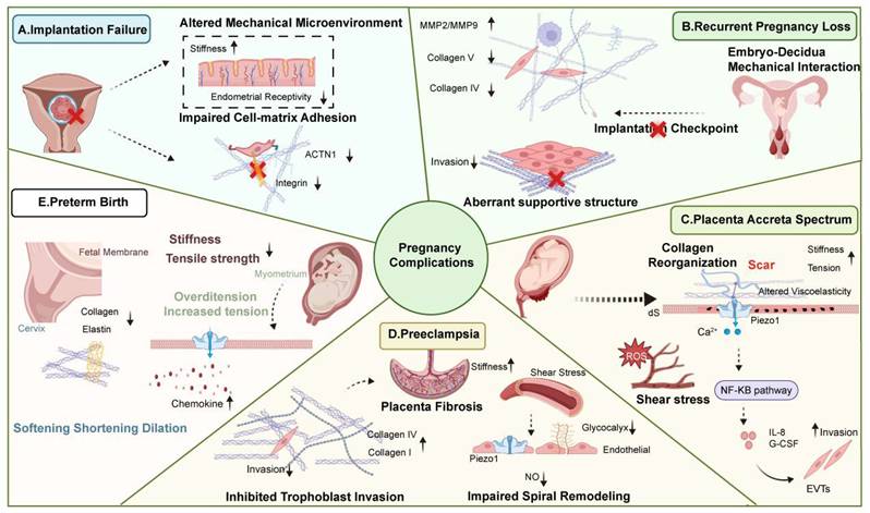 Int J Biol Sci Image