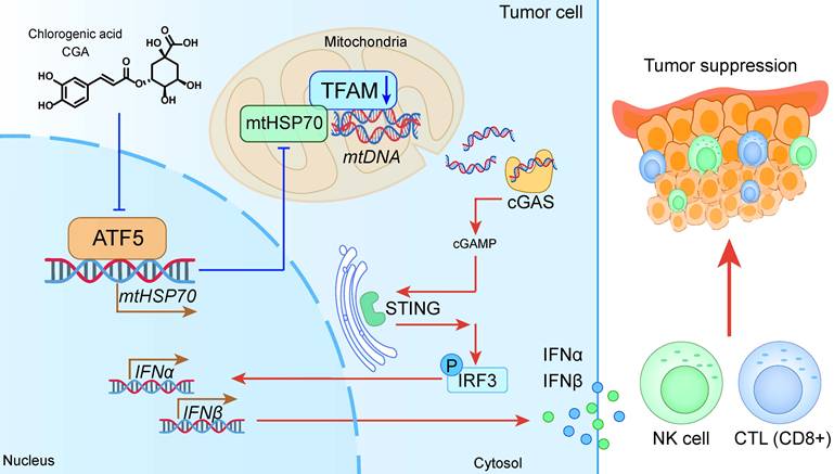 Int J Biol Sci Image