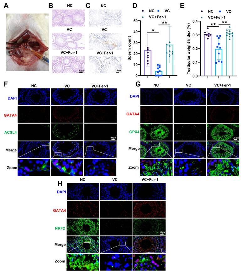Int J Biol Sci Image