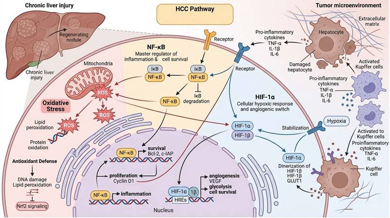 Int J Biol Sci Image