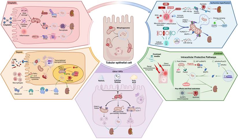 Int J Biol Sci Image