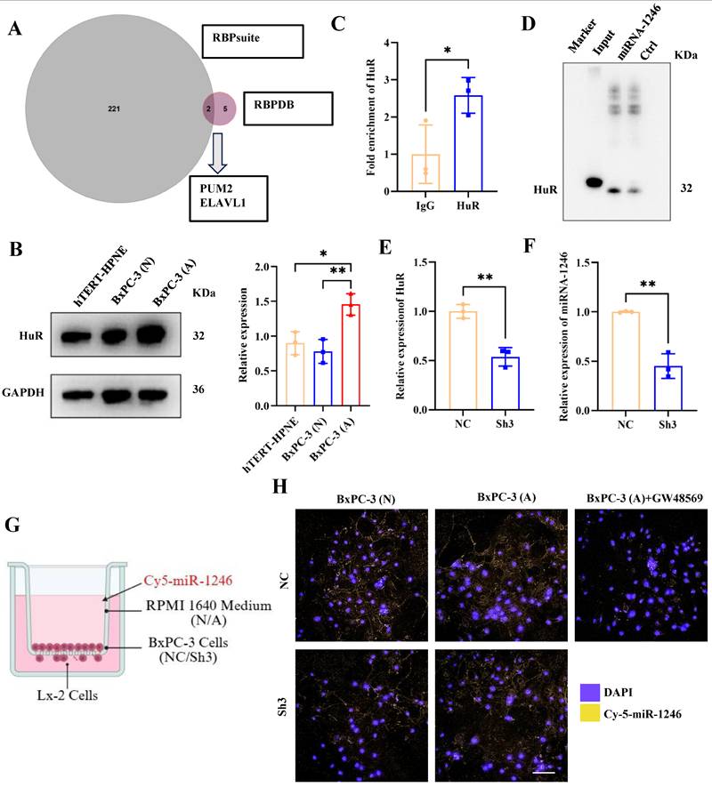 Int J Biol Sci Image