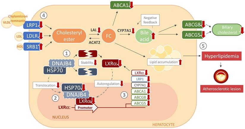 Int J Biol Sci Image