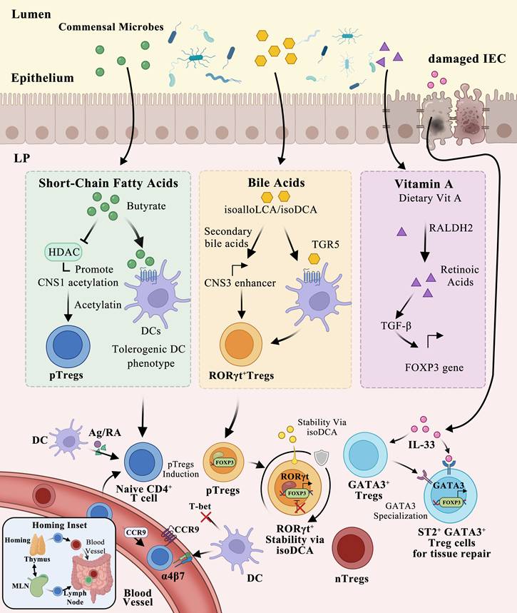 Int J Biol Sci Image