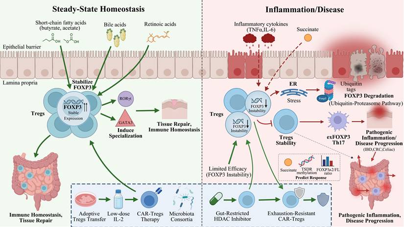 Int J Biol Sci Image