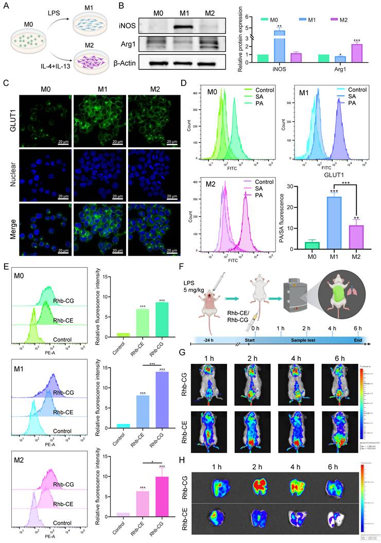 Int J Biol Sci Image
