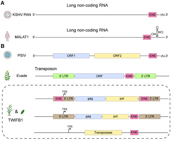 Int J Biol Sci Image