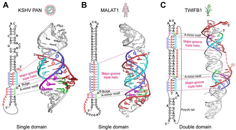 Int J Biol Sci Image
