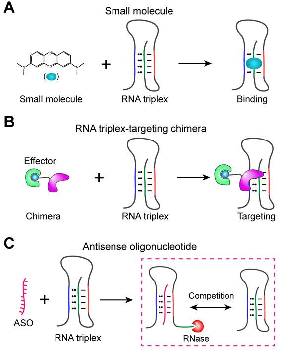 Int J Biol Sci Image