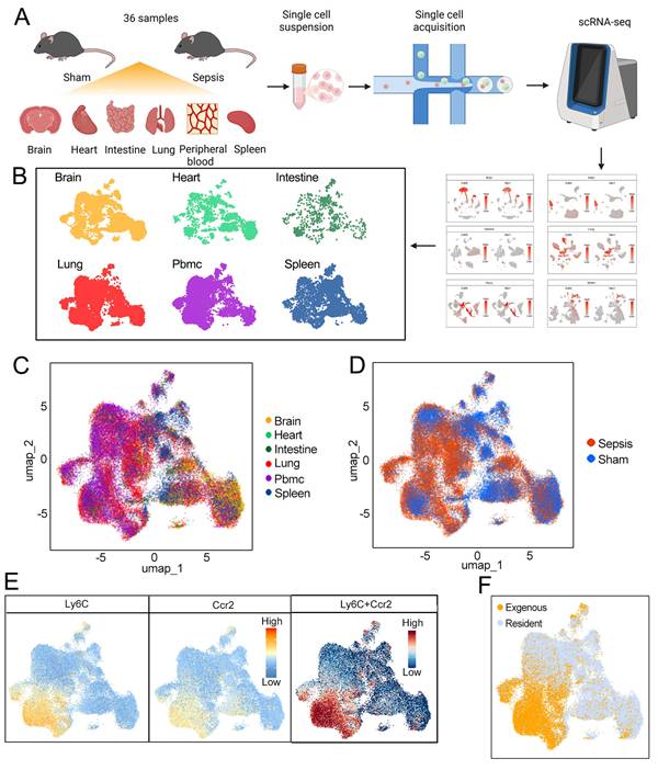 Int J Biol Sci Image