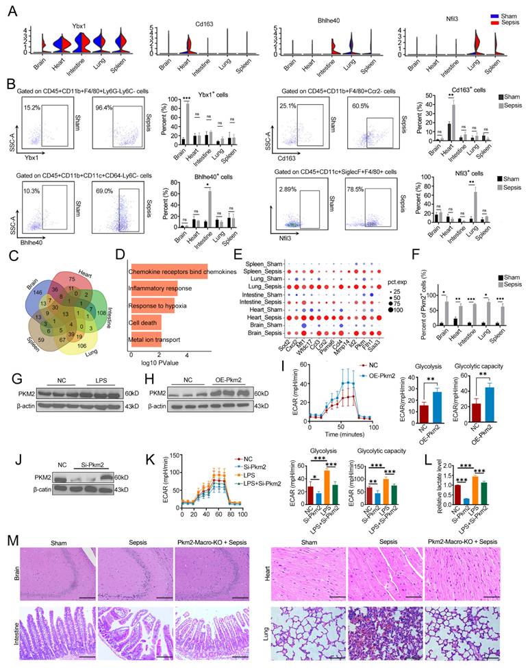Int J Biol Sci Image