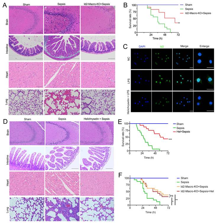 Int J Biol Sci Image