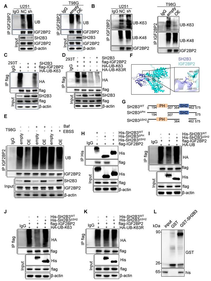 Int J Biol Sci Image