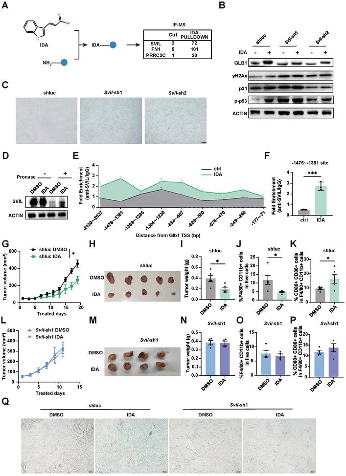 Int J Biol Sci Image