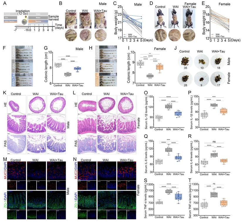 Int J Biol Sci Image