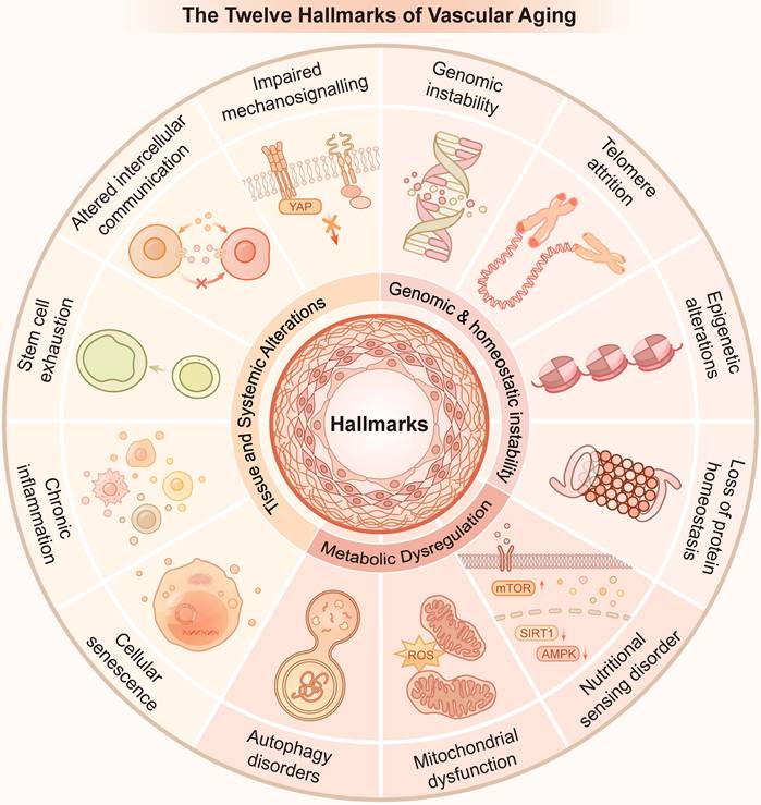 Int J Biol Sci Image
