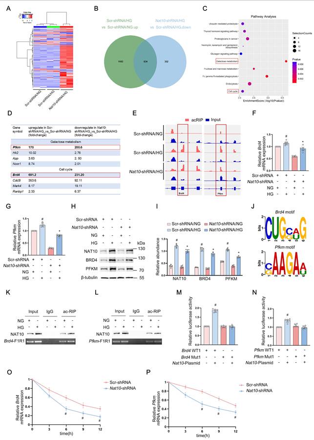 Int J Biol Sci Image