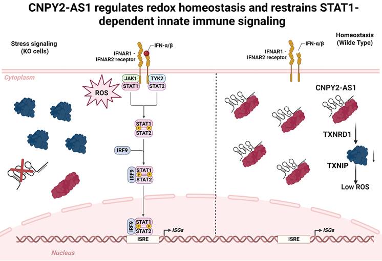 Int J Biol Sci Image