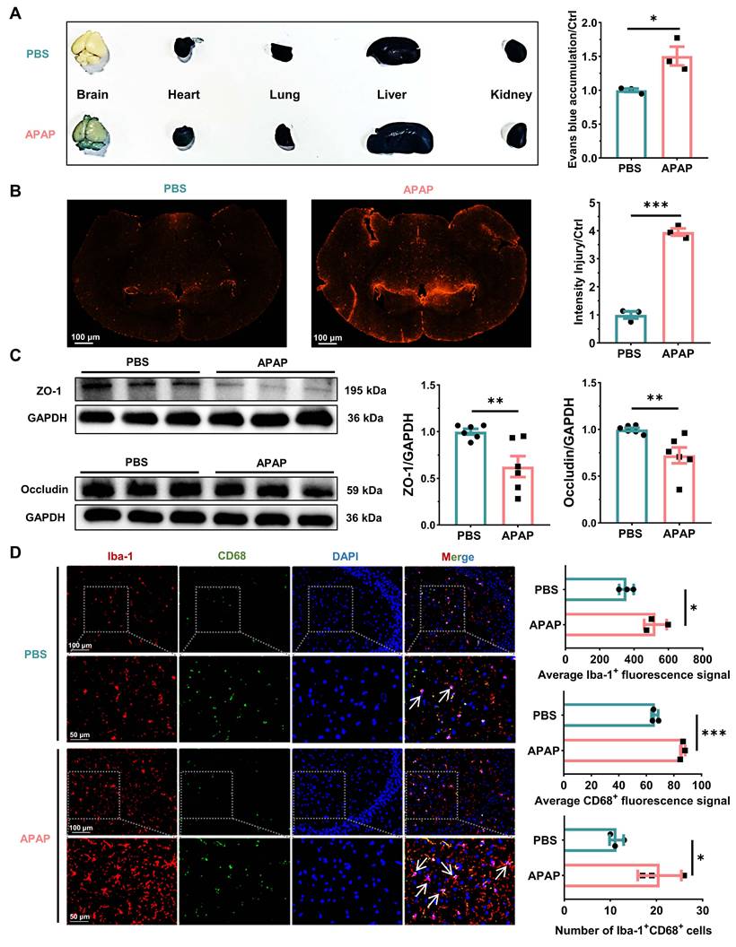 Int J Biol Sci Image