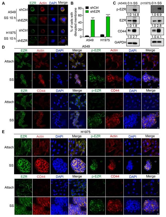 Int J Biol Sci Image