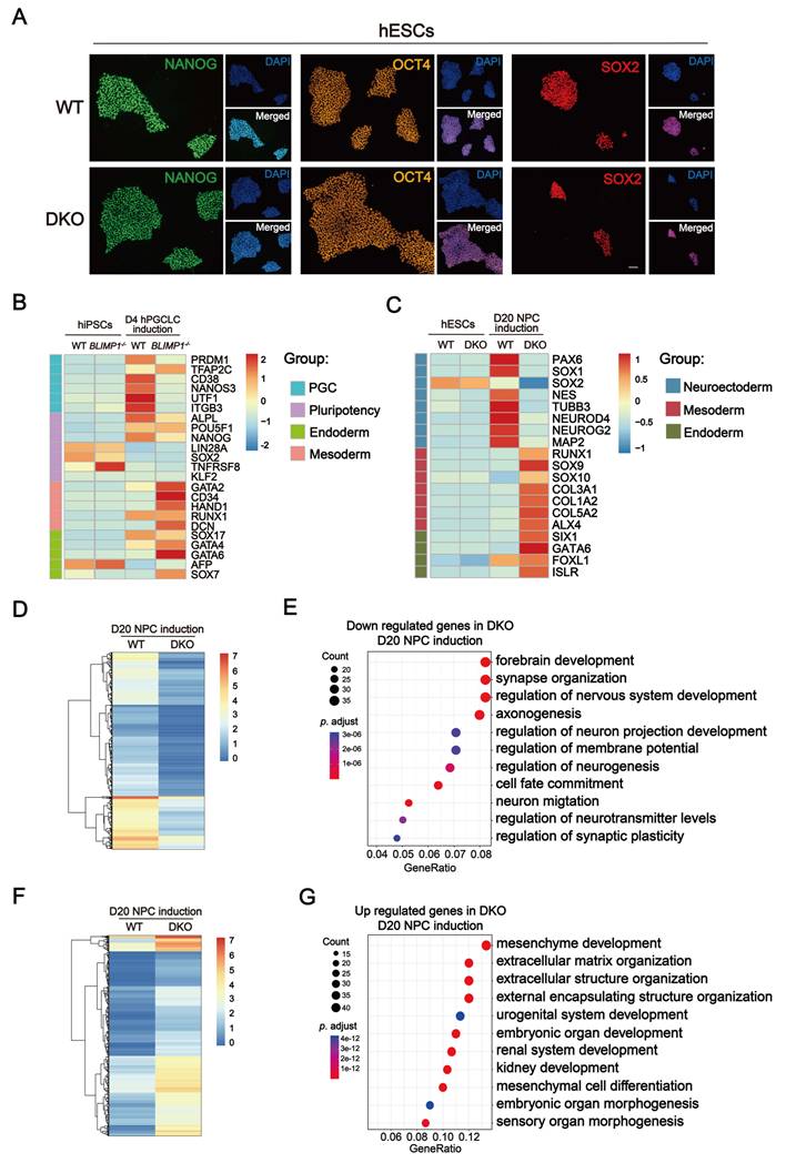 Int J Biol Sci Image