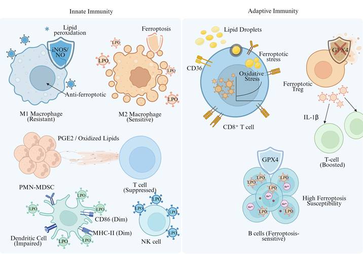 Int J Biol Sci Image