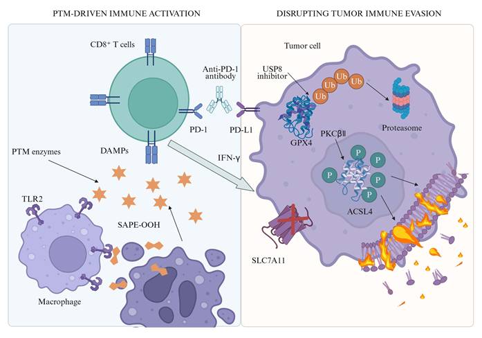 Int J Biol Sci Image