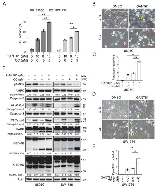 Int J Biol Sci Image