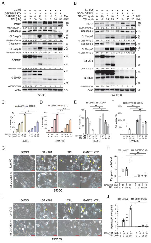 Int J Biol Sci Image