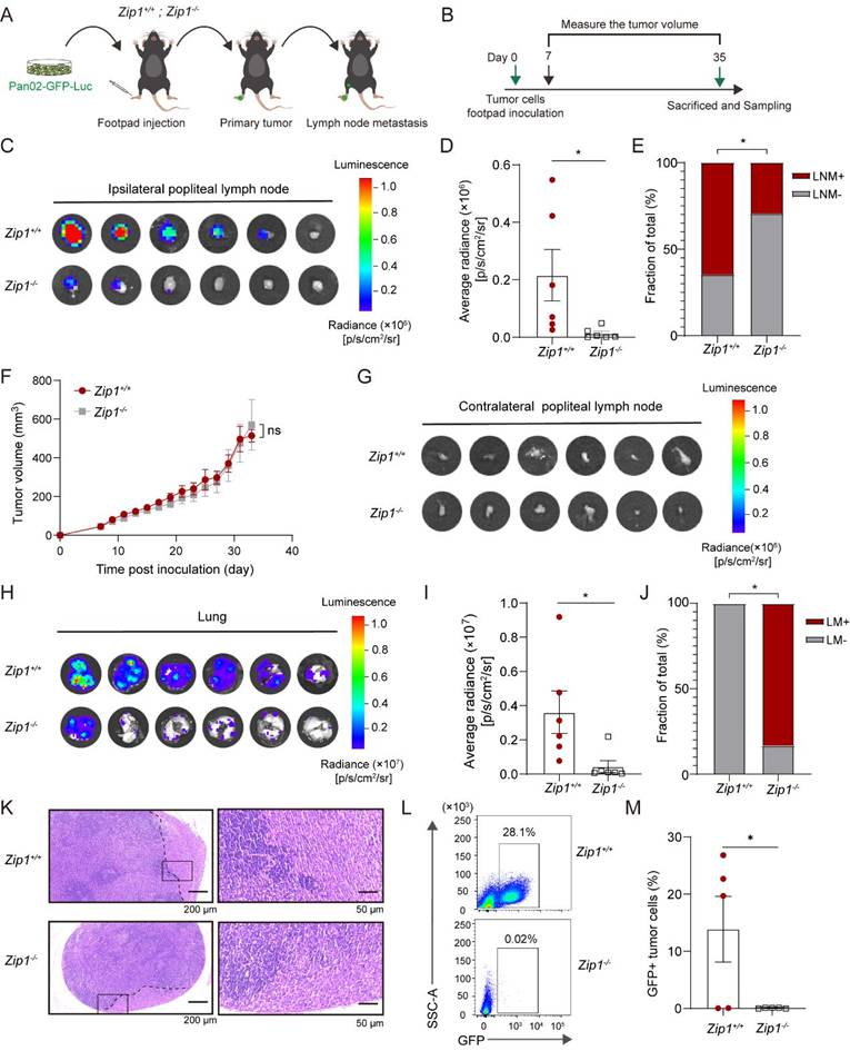 Int J Biol Sci Image