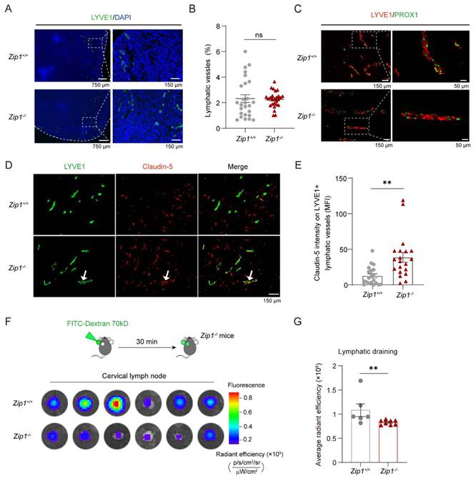 Int J Biol Sci Image
