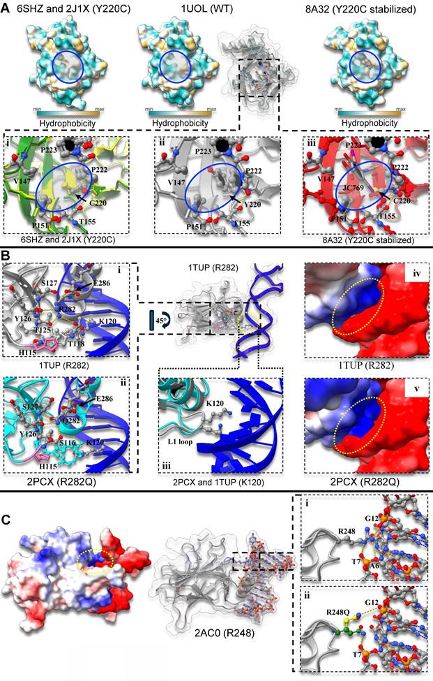 Int J Biol Sci Image