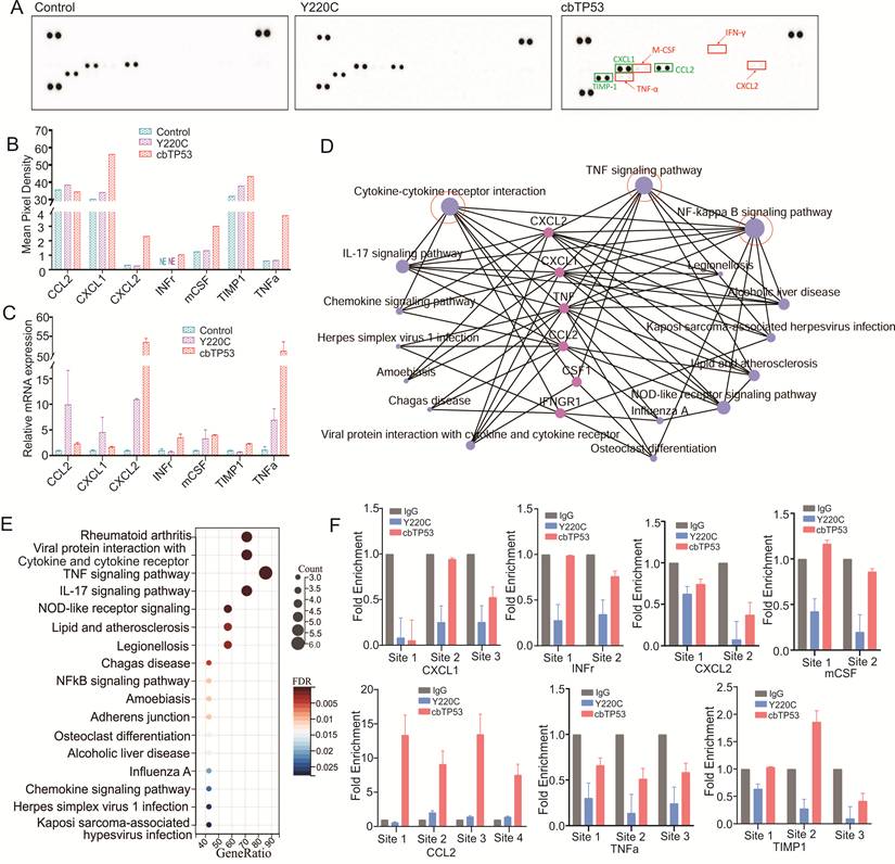 Int J Biol Sci Image