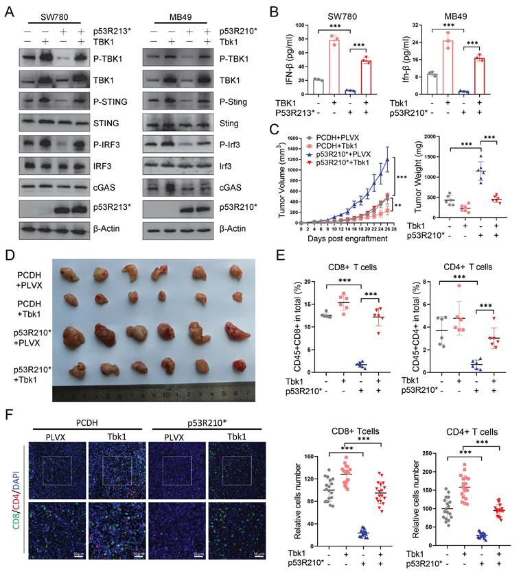 Int J Biol Sci Image