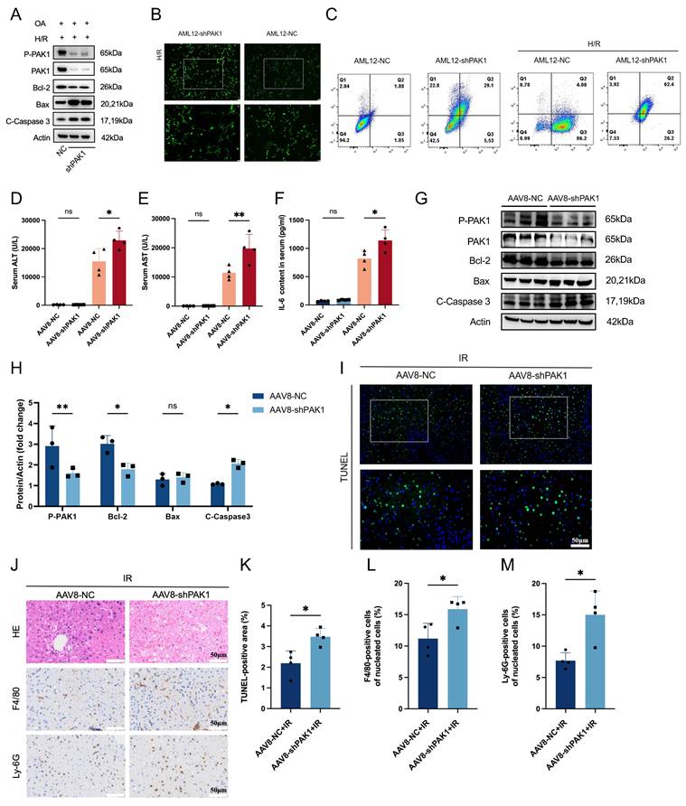 Int J Biol Sci Image