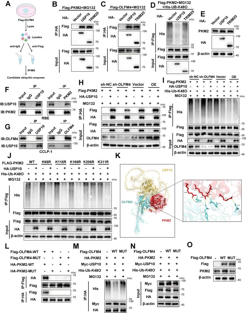 Int J Biol Sci Image