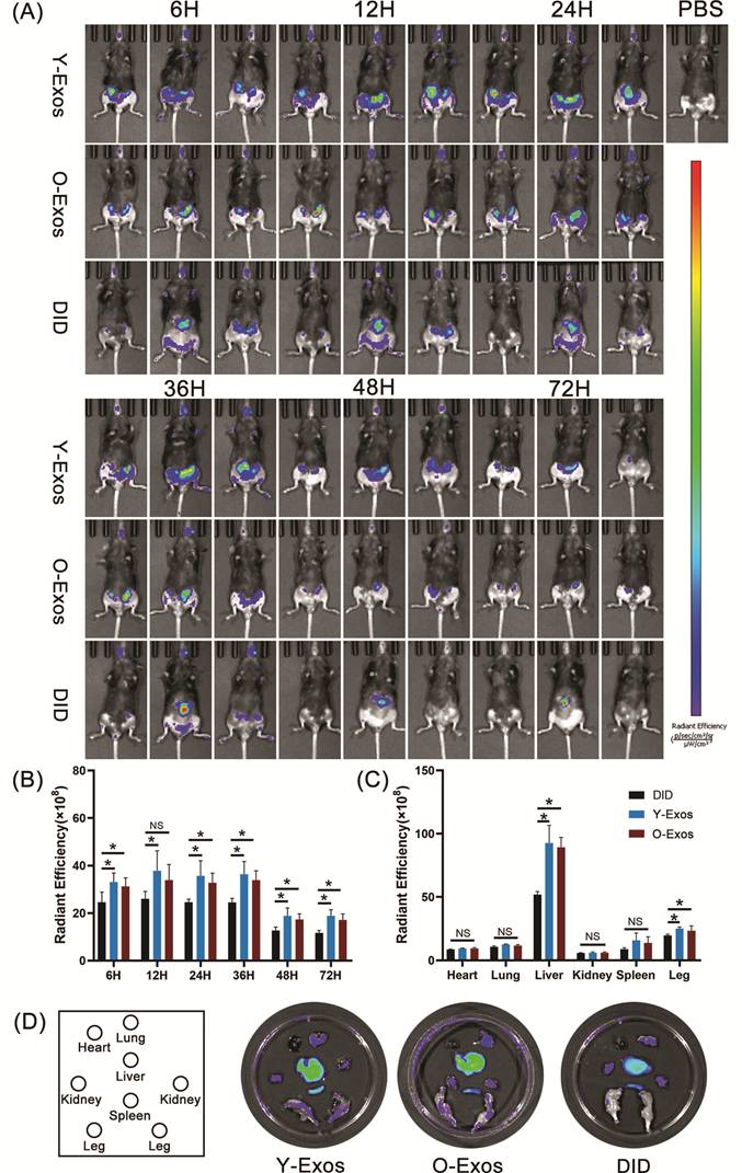 Int J Biol Sci Image